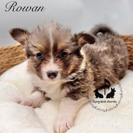 Bluie Rowan Full Fluffy With A Tail - Blue male Pembroke Welsh Corgi puppy in Casper, Wyoming from Flying Note Shorties