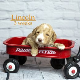 Lincoln (Orange Collar) - Apricot male Goldendoodle puppy in Corona, California from Fluffy Puppy Mini Doodles LLC
