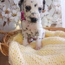 Dalmatian and Poodle Puppies from Reeves Family Standards