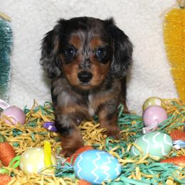 Shadow - Dapple female Dachshund puppy in Corbin, Kentucky from White River Valley Kennel