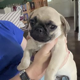 Pugs from Cook Grandy
