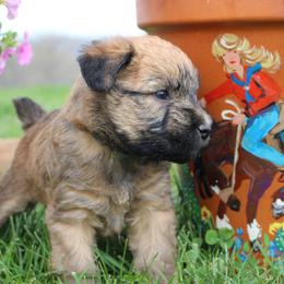 Australian Shepherd and Soft Coated Wheaten Terrier Puppies from Ironwood Ridge Kennels