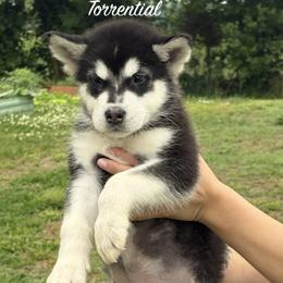 Torrential - Seal and white male Alaskan Malamute puppy in Easton, Maryland from Stars Howl-O Kennels by FurEver Friends Inc