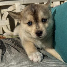Pomsky Puppies from SRF Pomskies