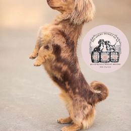 Benny - Dachshund