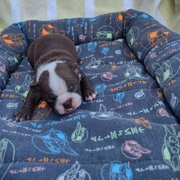 Girl 2) Aurora - Seal and white female Boston Terrier puppy in Mesa, Arizona from Lehi Valley Boston Terriers