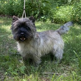 CH “Jobee” - Cairn Terrier