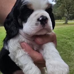 Major - Black white and tan male Cocker Spaniel puppy in Florence, South Carolina from Reddick's American Cocker Spaniels