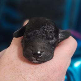 Purple - Blue female Bedlington Terrier puppy in Rincon, Georgia from Prismic Bedlington Terriers