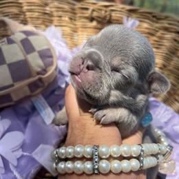 Bashful - Blue fawn female French Bulldog puppy in Rathdrum, Idaho from Smart Pomskies and Frenchies