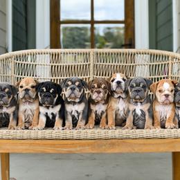 Bulldog puppies from Badger Canyon bulldogs