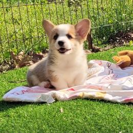 Brandy - Red female Pembroke Welsh Corgi puppy in Sparta, Tennessee from Poso Creek Corgis