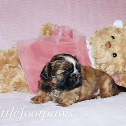 Love - Black and tan female Shih Tzu puppy in Texas from Little Foot Paws 🐾