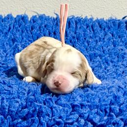 Peach Collar - Apricot female Australian Labradoodle puppy in Coeur D'alene, Idaho from Lake City Labradoodles