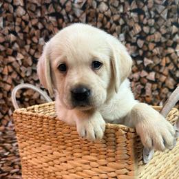 Benedict - Yellow male Labrador Retriever puppy in Isle, Minnesota from Dog Ear Outfitters