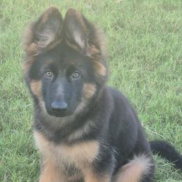 Empress - German Shepherd