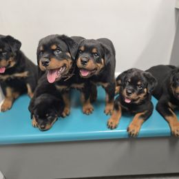 Rottweiler puppies from Von Diamond Hearts Rottweilers