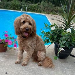 Labradoodles from Jeanne Odom's Labradoodles