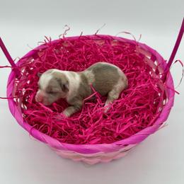 Fluffy- Iris - Sable merle and white female American Corgi puppy in Waskom, Texas from Piney Woods Corgis