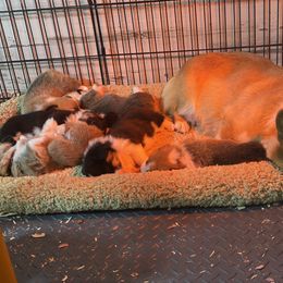 Pembroke Welsh Corgi Puppies from Ayers Acres Corgis