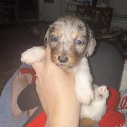 Dachshund Puppies from G&B Dachshunds