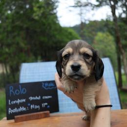 Rolo (light blue collar) - Cream male Dachshund puppy in Prospect, Oregon from Spunky Sausage Pups