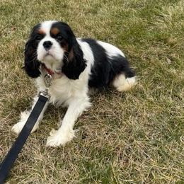 Ciara - Cavalier King Charles Spaniel