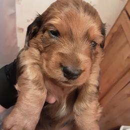 Dachshund Puppies from Patricia Runnels' Dachshunds