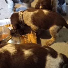 Boy 1 - Brown roan Spinone Italiano puppy in Wayland, New York from Maple Hollow Spinone Springwater NY