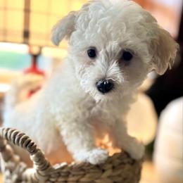 Mimi - White female Maltipoo puppy in Wendell, North Carolina from Teddys Teddy Bears