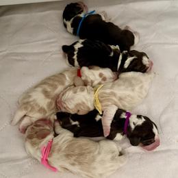 Beagle puppies from Vegas Valle Beagles