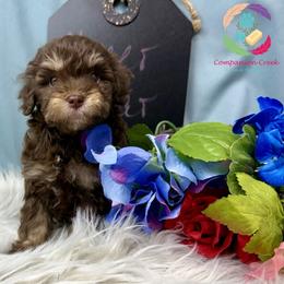 Cheer Bear - Phantom female Poodle puppy in Bowman, Georgia from Companion Creek Farm