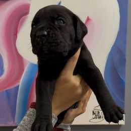 Boy 2 - Black male Cane Corso puppy in Clewiston, Florida from Far From Average Kennels