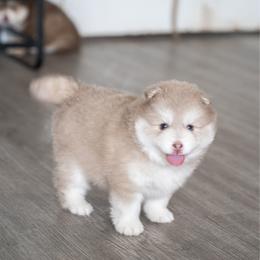 Momiji - Lavender female Pomsky puppy in San Mateo, California from The Pomsky Garden