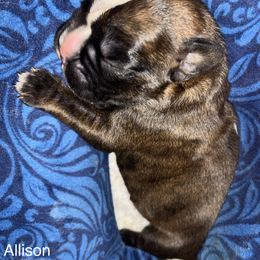 Boxer Puppies from Von Royal Dell’Infinite