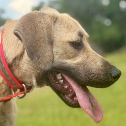 String-Bean - Black Mouth Cur