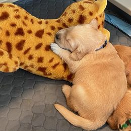 Golden Retriever Puppies from Retrieving Goldens