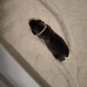 Boy 1 - male Standard Schnauzer puppy in Mesquite, Texas from Ausgelassen Standard Schnauzers