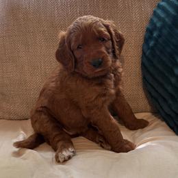 Princess - Red  female Goldendoodle puppy in Fayetteville, Arkansas from Mountain Grove Doodles