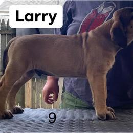 Mastiff Puppies from Rahas Mastiffs