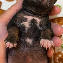 American Hairless Terrier Puppies from Bare Valley