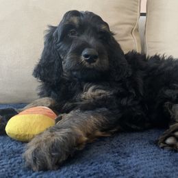 Maverick - Phantom Bernedoodle puppy in Frisco, North Carolina from Beach Bernedoodles