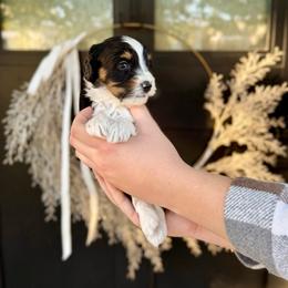 Garnet- orange collar - Tri-color male Bernedoodle puppy in Salt Lake County, Utah from Coco Avenue Pups