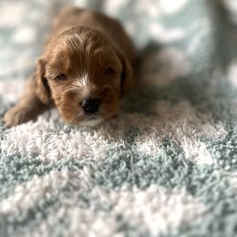 Cavalier King Charles Spaniel and Cavapoo Puppies from Cumberland Cavaliers