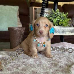Mollie - Cream female Dachshund puppy in New Albany, Mississippi from Double A. Doxies