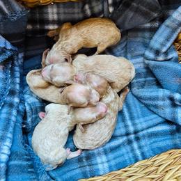 Breeze - Red  male Poodle puppy in Wharton, Texas from In the Red Poodles