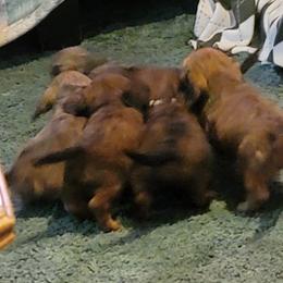 Dachshund Puppies from CLARK'S BREEDING PROGRAM