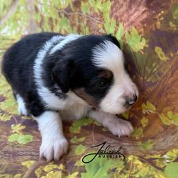 Joel - Black tri male Toy Australian Shepherd puppy in Lumberton, Mississippi from Talowah Aussies