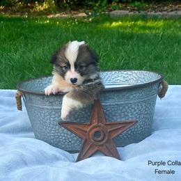 Purple Collar Female - Red female Pembroke Welsh Corgi puppy in Tenino, Washington from LoneStar Corgis NW