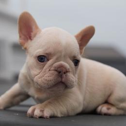 Orange Juice - Cream male French Bulldog puppy in Warsaw, New York from Hillview Kennels